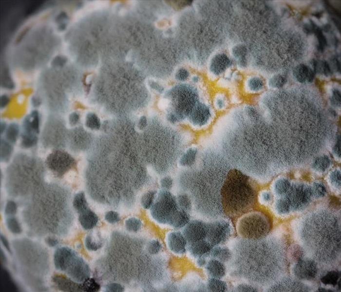 up close of mold spore